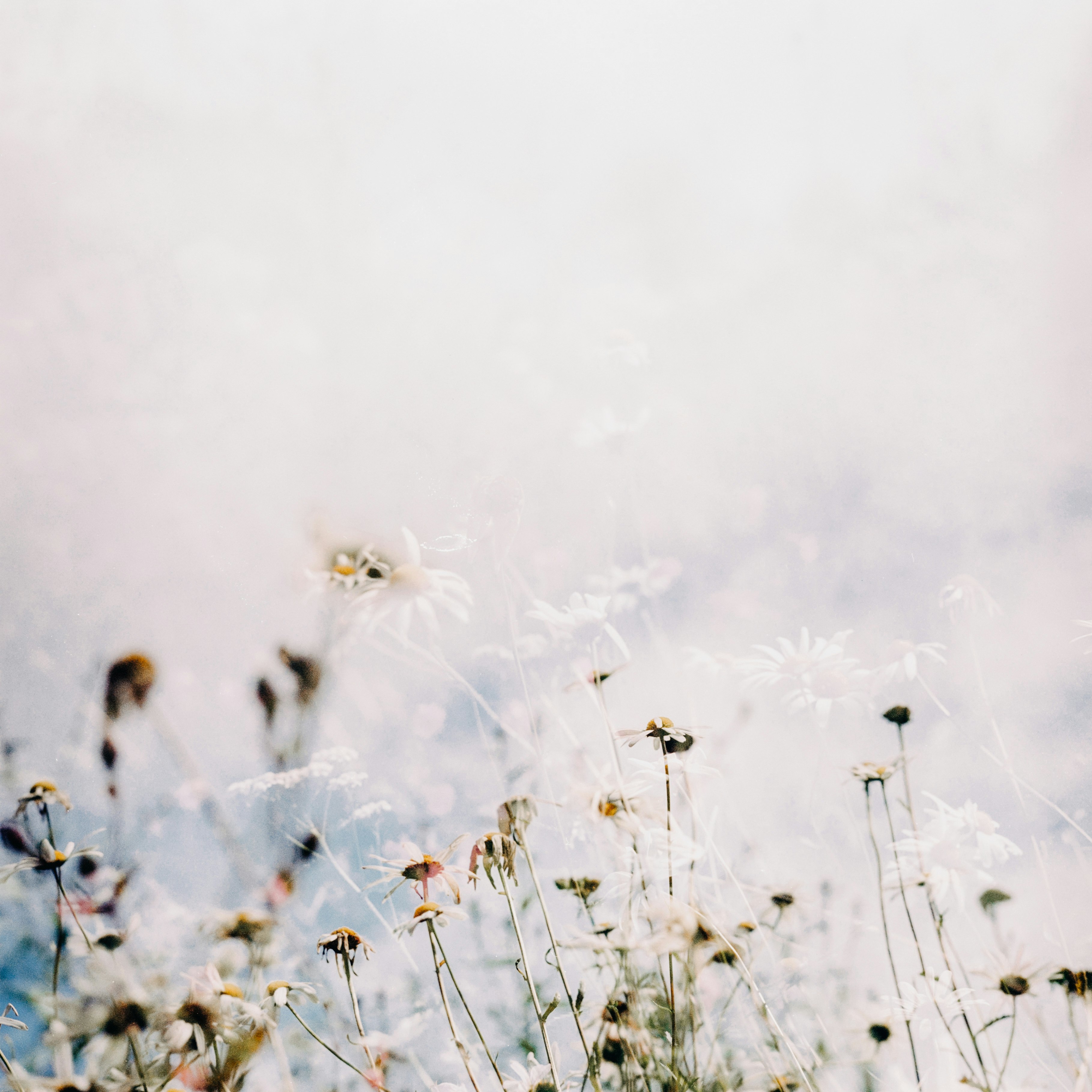 white flowers in tilt shift lens